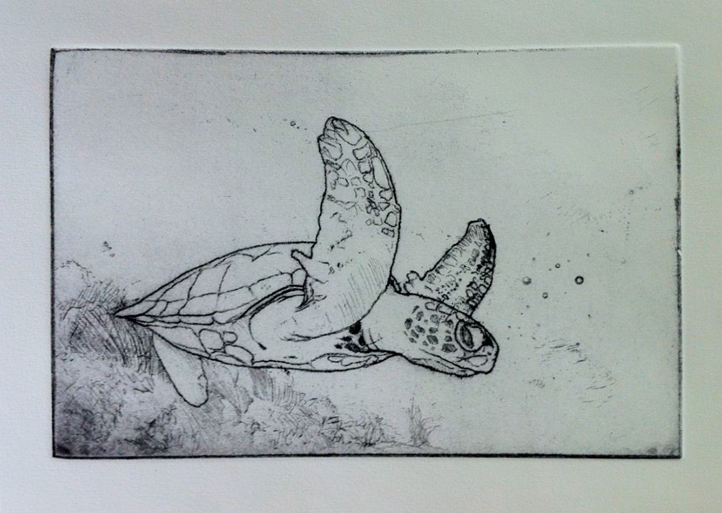 turtle calcography engraving drawing Miguel Mazarío